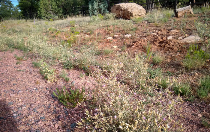 Diffuse Knapweed on Morning View Dr